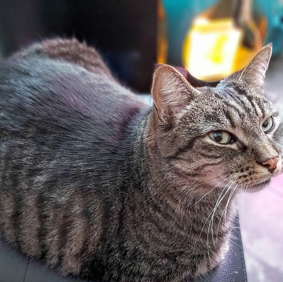 Meet your Posher, AnnA - Picture 8 of 8